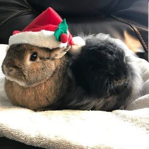 Meet your Posher, Robin